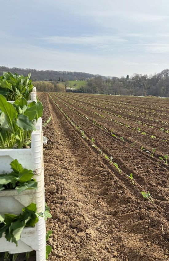 Jungpflanzen auf einem frischen Beet