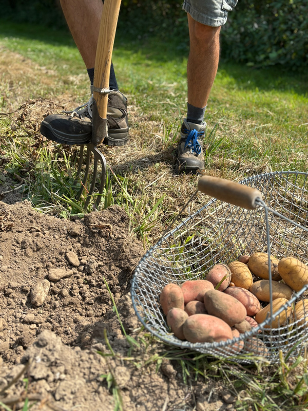 KI generiert: Ernteszene: Eine Person gräbt Kartoffeln mit einer Forke aus der Erde aus.