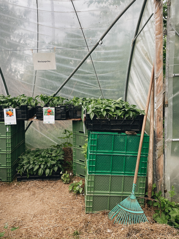 KI generiert: Pflanzen in einem Gewächshaus mit einem Schild "Blockpaprika" und einer Harke.