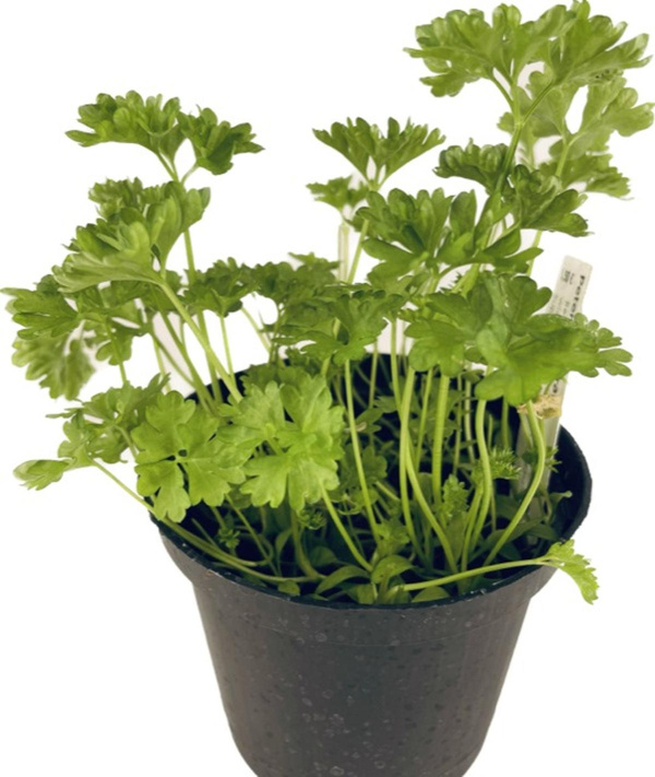 Produktfoto zu APFELBACHERs Kräutertopf glatte Petersilie