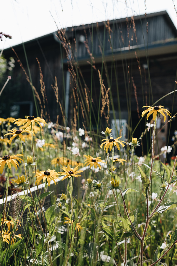 KI generiert: Gelbe Blumen blühen im Vordergrund, ein Gebäude im Hintergrund.