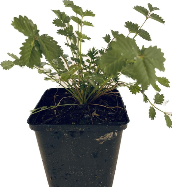 Produktfoto zu APFELBACHERs Pimpinelle im Topf