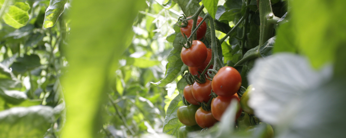 KI generiert: Rote Tomaten hängen an einer Pflanze in einem grünen, blättrigen Umfeld.