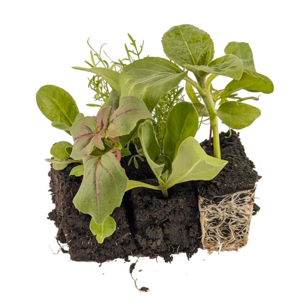 Produktfoto zu APFELBACHERs "niedriger Sommerblumen Mix" 6 Pflanzwürfel