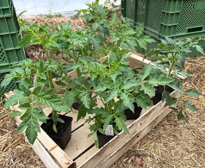 Produktfoto zu APFELBACHERs Tomatenpflanzen , 6 Stück