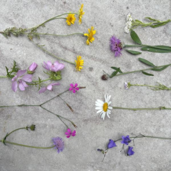 Produktfoto zu APFELBACHERs Staudenpaket "Heimische Wildstauden", 6 Stück