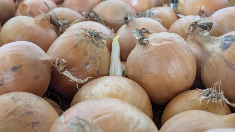 KI generiert: Viele gelbe Zwiebeln, eine mit kleinem Trieb in der Mitte.