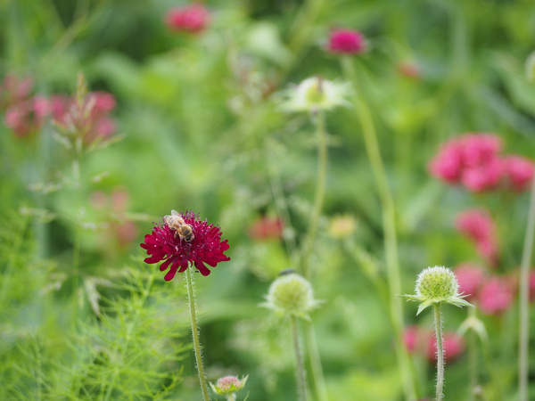 KI generiert: Eine Biene sammelt Nektar auf einer dunkelroten Blume in einer blühenden Wiese.