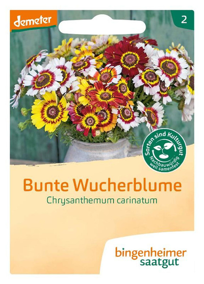 Produktfoto zu Bunte Wucherblume, SAATGUT