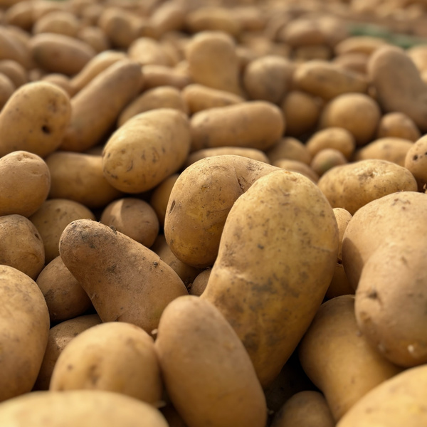 KI generiert: Hauptinhalt: Verschiedene Kartoffelsorten.