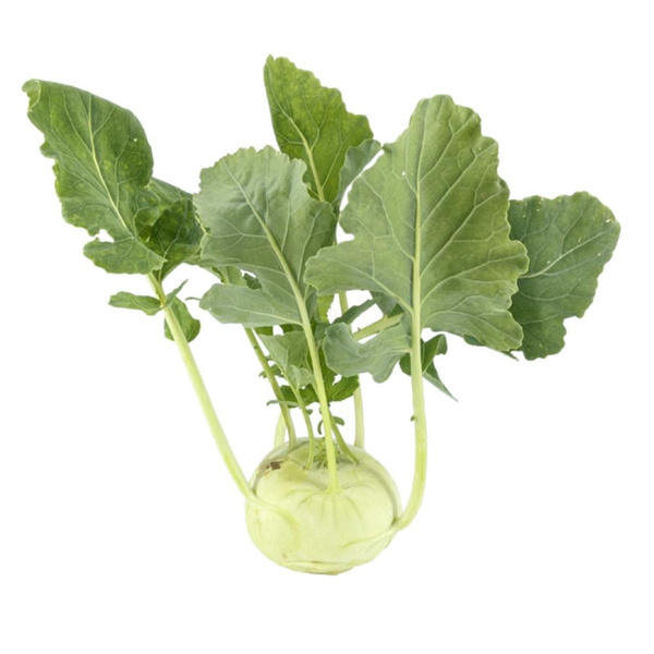Produktfoto zu APFELBACHERs Kohlrabi