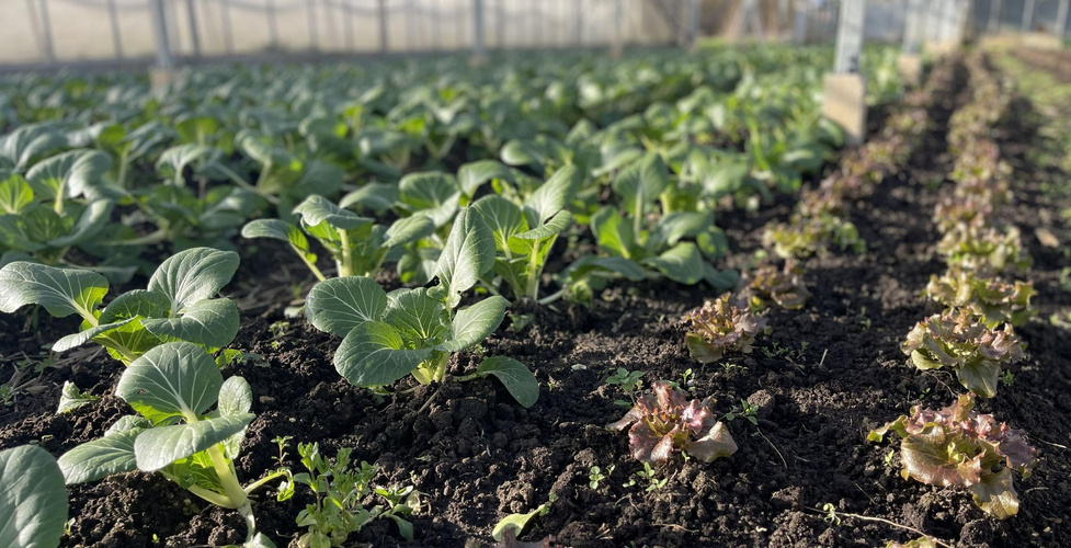 KI generiert: Reihen von jungen Pflanzen wachsen in einem Gewächshaus auf dunkler Erde.