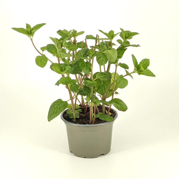 Produktfoto zu APFELBACHERs Minze im Topf