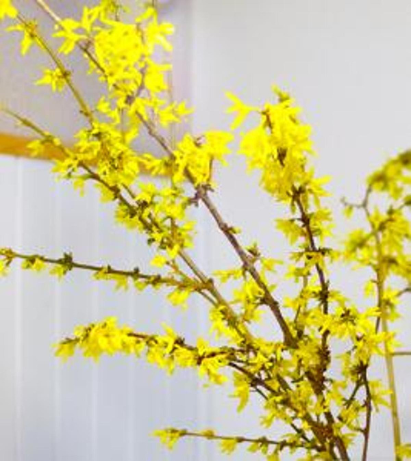 Produktfoto zu APFELBACHERs Forsythien, Bund