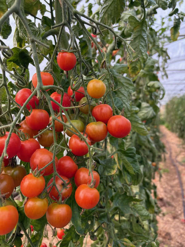 KI generiert: Reife Kirschtomaten hängen an einer Pflanze im Gewächshaus.