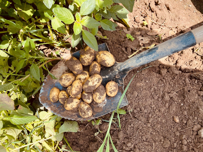 KI generiert: Frisch geerntete Kartoffeln auf einer Schaufel im Gartenboden.