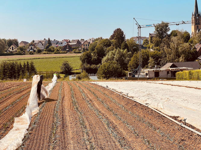 KI generiert: Eine Person arbeitet auf einem Feld mit Gemüse und Schutzvlies, im Hintergrund ein Dorf.