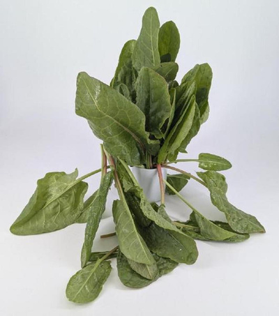 Produktfoto zu Sauerampfer aus Brenig 100gr+