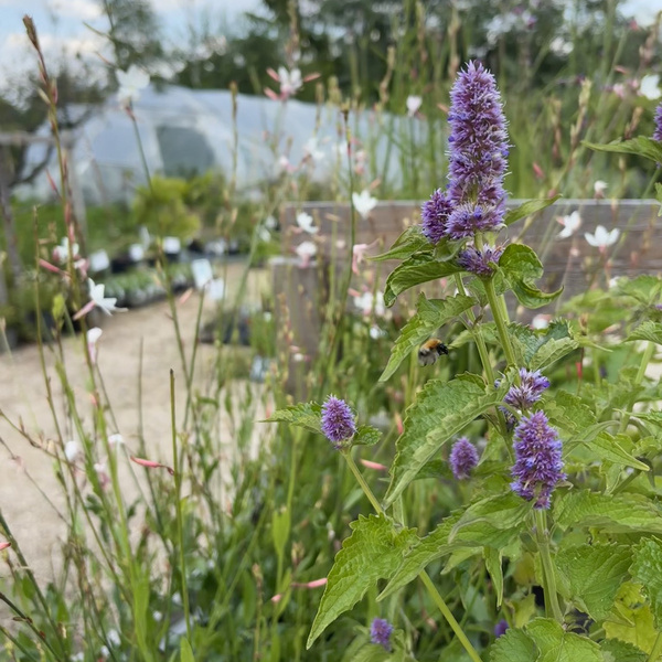 KI generiert: Lila Blüten und grüne Blätter im Vordergrund, unscharfer Garten im Hintergrund. Keine Bildertext vorhanden.