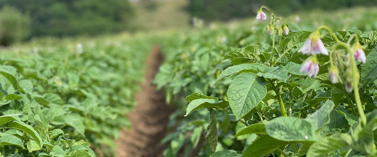 KI generiert: Grünes Feld mit blühenden Pflanzen und einem Weg in der Mitte.