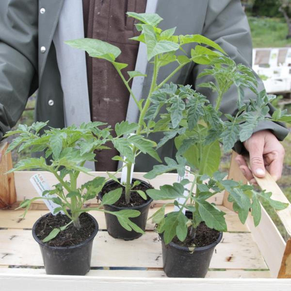 Produktfoto zu APFELBACHERs Tomatenpflanzen Balkon oder Kübel, 3 Stück