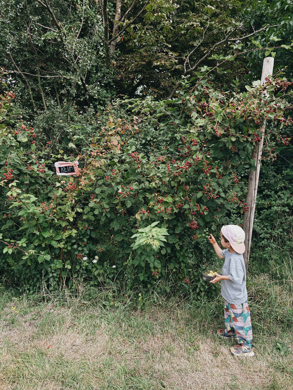 KI generiert: Ein Kind pflückt Beeren aus einem Gebüsch. Ein Schild im Gebüsch trägt den Text "KEIN".
