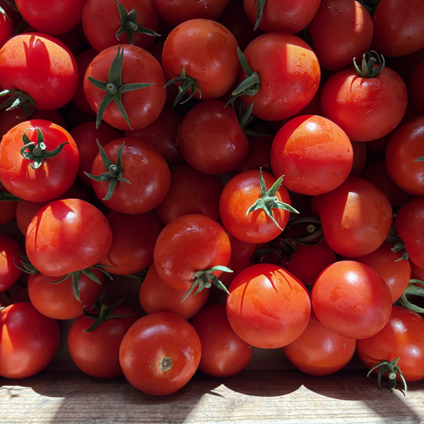 KI generiert: Frische rote Tomaten mit grünen Stängeln in einem Stapel, beleuchtet durch Sonnenlicht.