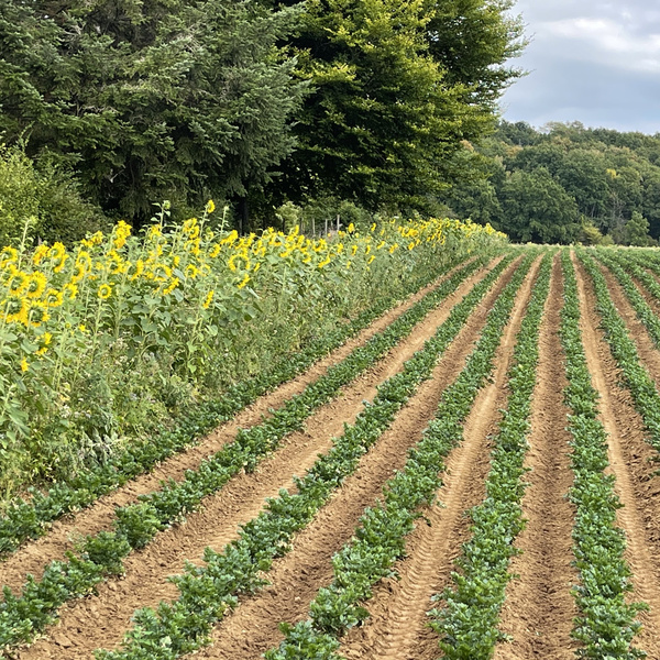 KI generiert: Reihen von grünen Pflanzen auf einem Feld mit Sonnenblumen am Rand, umgeben von Bäumen.