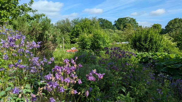KI generiert: Ein blühender Garten mit violetten Blumen und üppigem Grün im Sonnenschein.