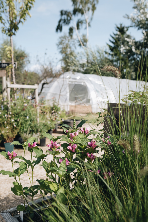 KI generiert: Grüner Garten mit blühenden Blumen und Gewächshaus im Hintergrund.