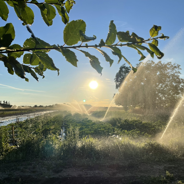 KI generiert: Feld mit Sprinklerbewässerung bei Sonnenuntergang, Pflanzen und Bäume im Hintergrund.