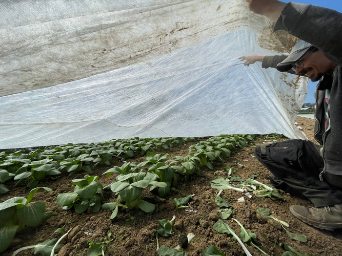 KI generiert: Ein Mann hebt eine schützende Plane über wachsenden Pflanzen auf einem Feld an.