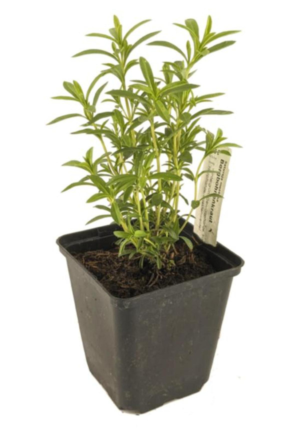 Produktfoto zu APFELBACHERs Bohnenkraut im Topf