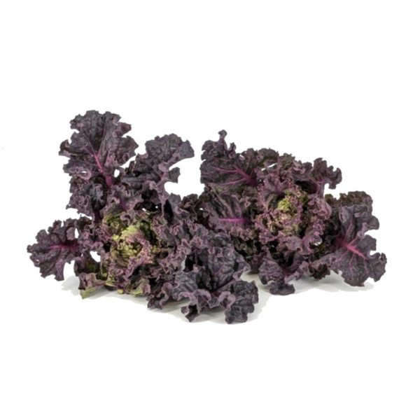 Produktfoto zu APFELBACHERs Flowersprouts-Spitzen