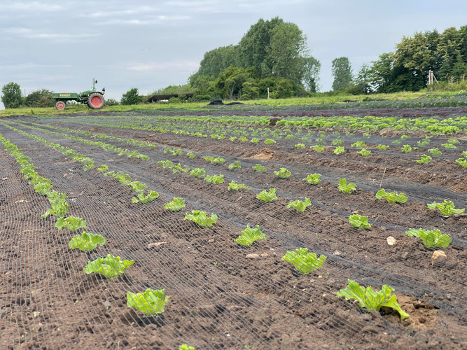 KI generiert: Feld mit jungen Pflänzchen in Reihen, im Hintergrund ein Traktor und Bäume.