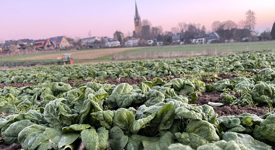 Grünes Feld mit Reihen von Möhren unter blauem Himmel und Wolken, im Hintergrund Häuser.