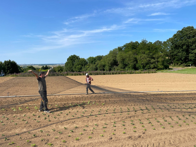 KI generiert: Zwei Personen spannen ein Netz über ein bepflanztes Feld. Im Hintergrund sind Bäume und blauer Himmel zu sehen.