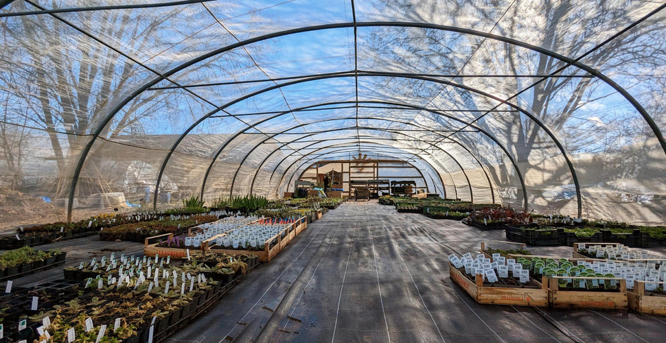 KI generiert: Ein Gewächshaus voller Pflanzen in Holzkisten, mit durchscheinendem Dach und Schatten von Bäumen.