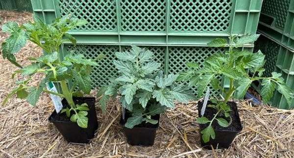 Produktfoto zu APFELBACHERs Tomatenpflanzen Balkon oder Kübel, 3 Stück