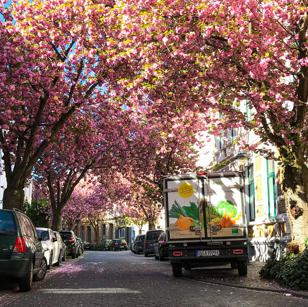 KI generiert: Blühende Kirschbäume über einer Kopfsteinpflasterstraße mit parkenden Autos und einem Lieferwagen.