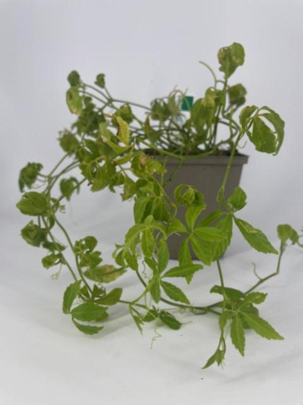 Produktfoto zu APFELBACHERs Jioagulan im Topf