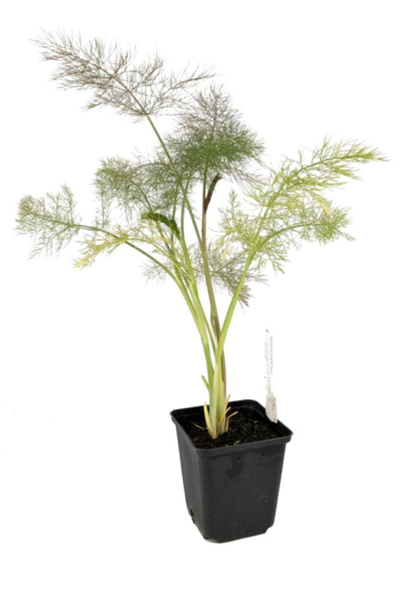 Produktfoto zu APFELBACHERs Kräutertopf Gewürzfenchel