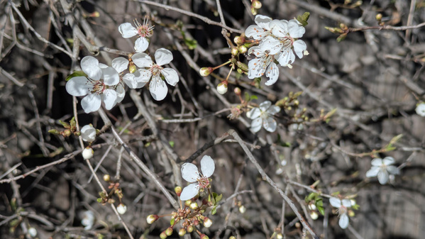 KI generiert: Weiß blühende Blumen auf einem Baum mit zahlreichen Knospen und Zweigen im Hintergrund.