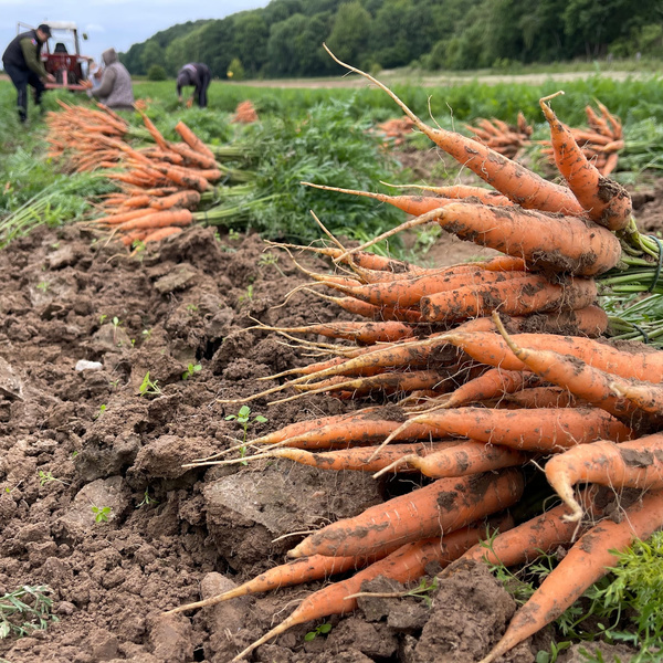 KI generiert: Frisch geerntete Karotten auf einem Feld mit Arbeitern im Hintergrund.