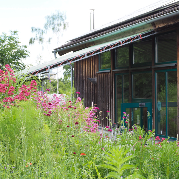 KI generiert: Ein Holzgebäude mit großen Fenstern, umgeben von bunten Blumen und Pflanzen.