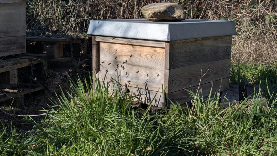 KI generiert: Ein Bienenstock aus Holz mit Bienen im Gras, bedeckt mit Stein.