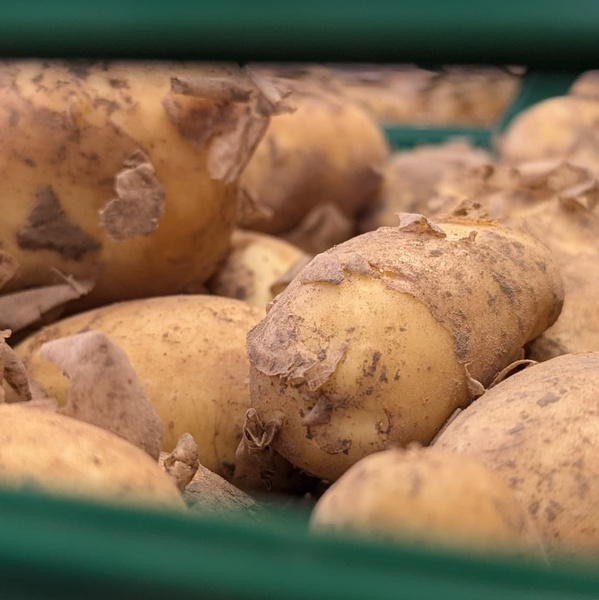 KI generiert: Nahaufnahme von Kartoffeln mit Erde und Schalenresten in einer Kiste.