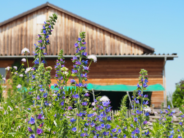 KI generiert: Blühende lila und weiße Blumen vor einem hölzernen Gebäude bei klarem Himmel.