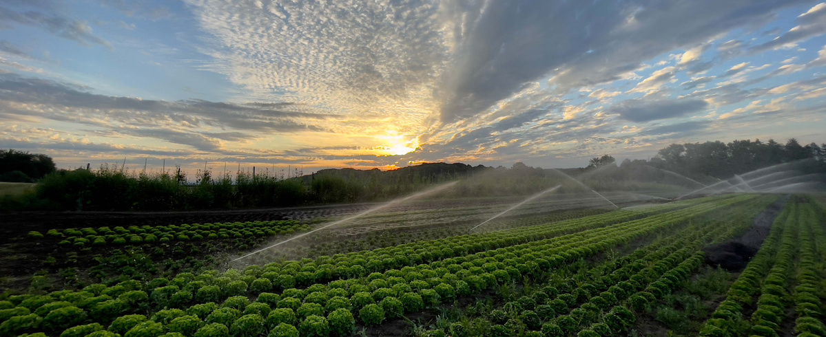 KI generiert: Feld mit Salatpflanzen bei Sonnenuntergang, Bewässerungssystem in Betrieb.