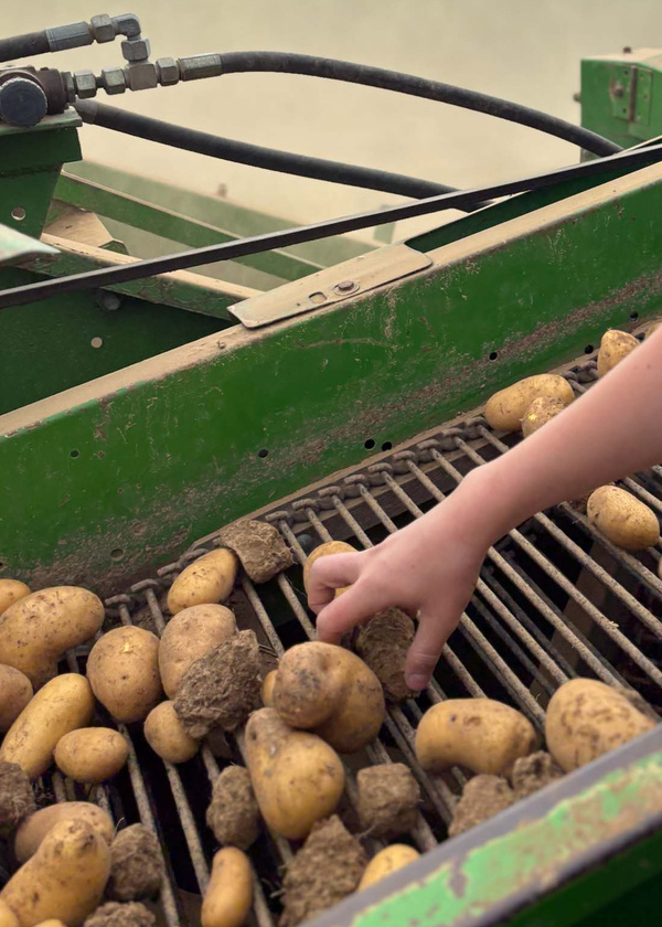 KI generiert: Eine Hand sortiert Kartoffeln auf einem Förderband mit Gittern.